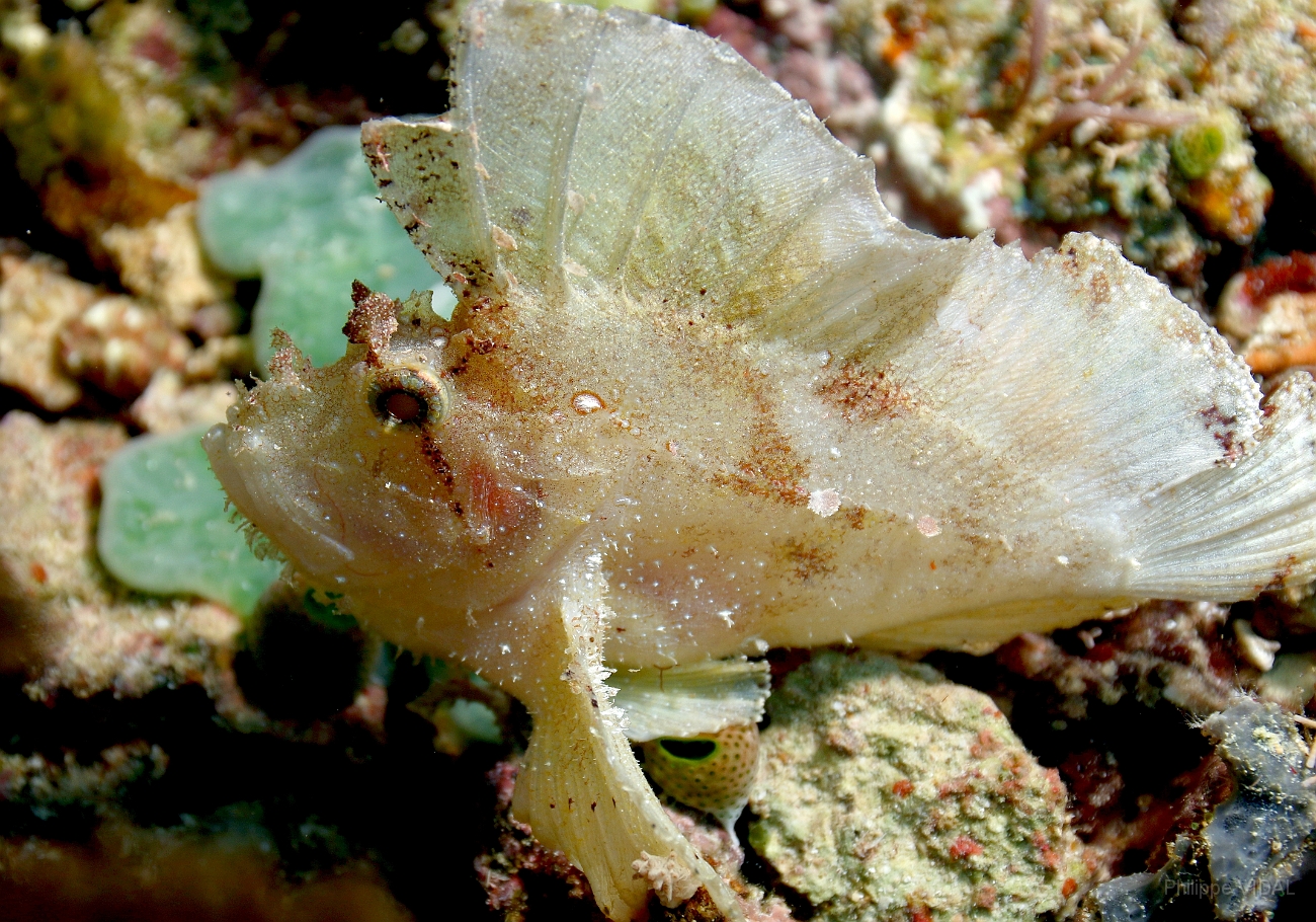 Raja Ampat 2016 - Taenianotus triacanthus - Leaf Scorpionfish - Poisson scorpion feuille - IMG_4856_rc.jpg